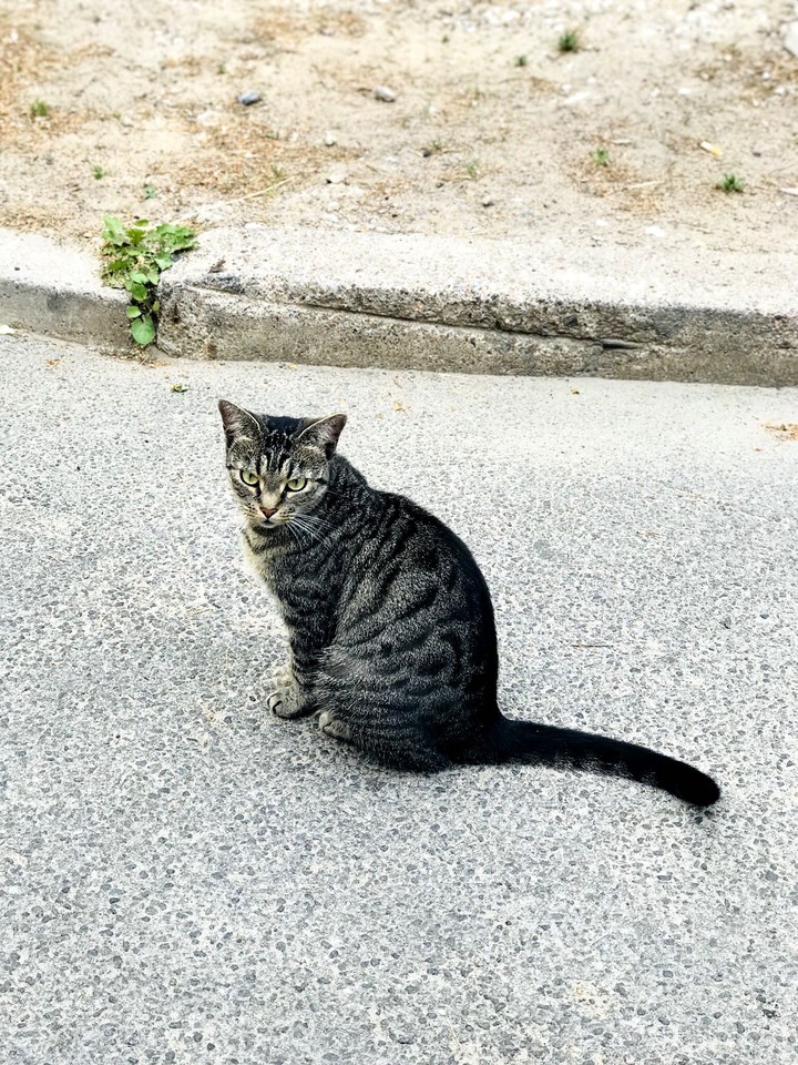 кот