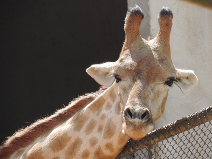 Girafa