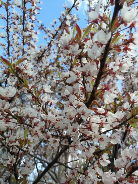 spring