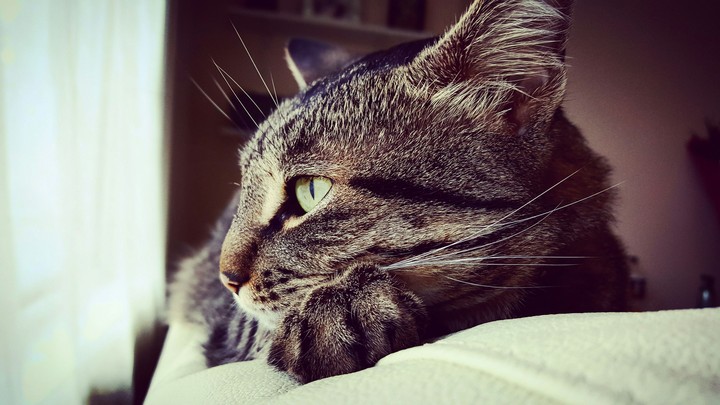 Sasha!