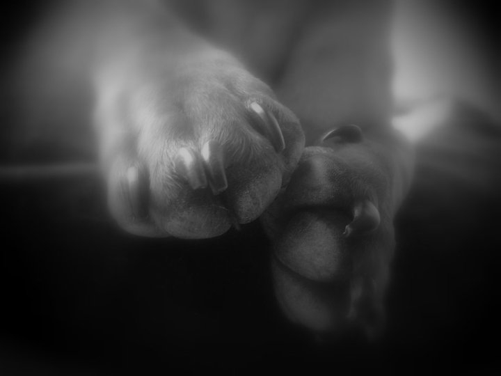 my dogs paws