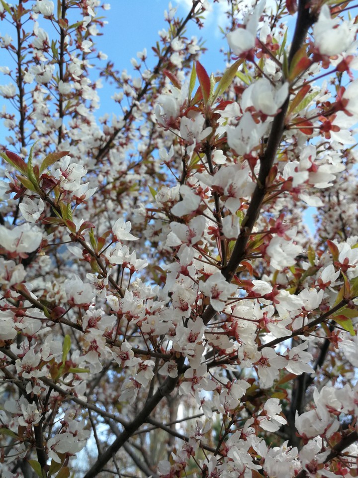 spring