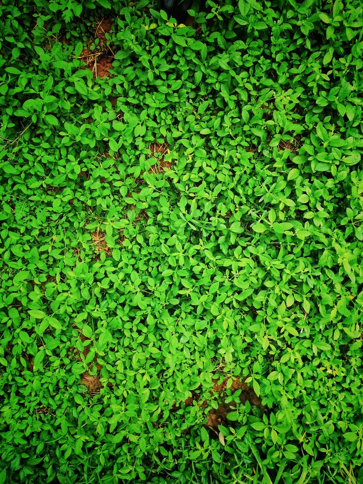 greenery