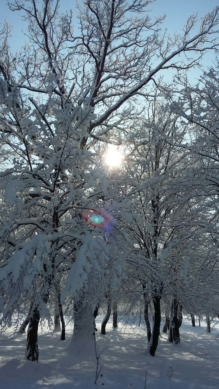 Sun in the winter