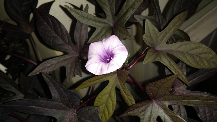 batat flower