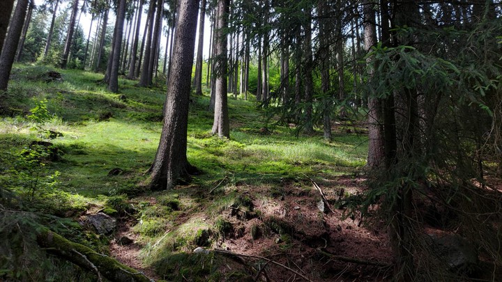 forest