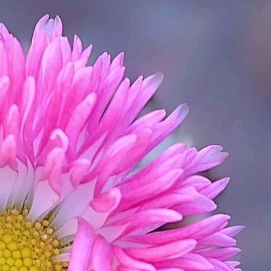 4x puzzle daisy