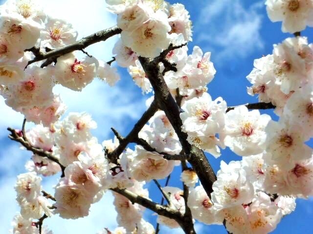 japan ume