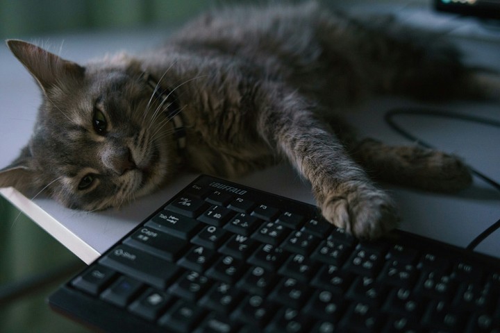 cat