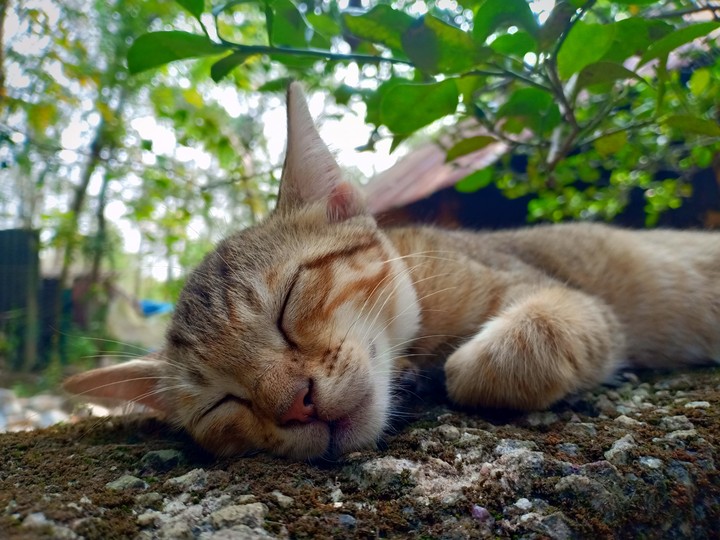 cat
