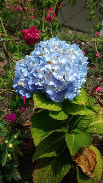 flor mimosa