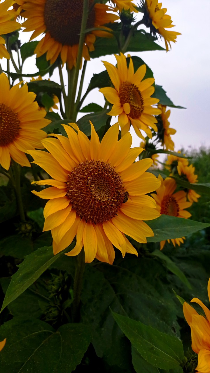 Sunflower is a symbol of Ukraine