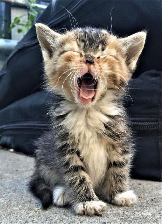 Cute kitten