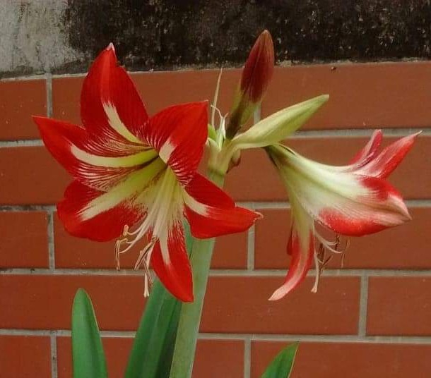 Lily flower