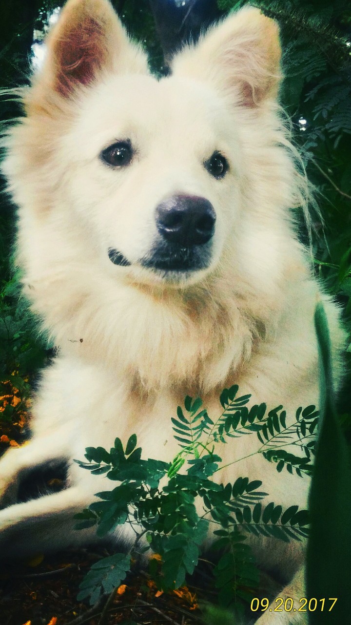 dog