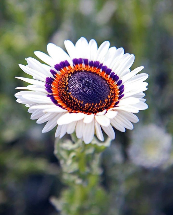 ღ✿◠‿◠✿ღ