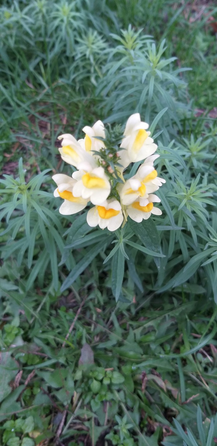 Last autumn flower