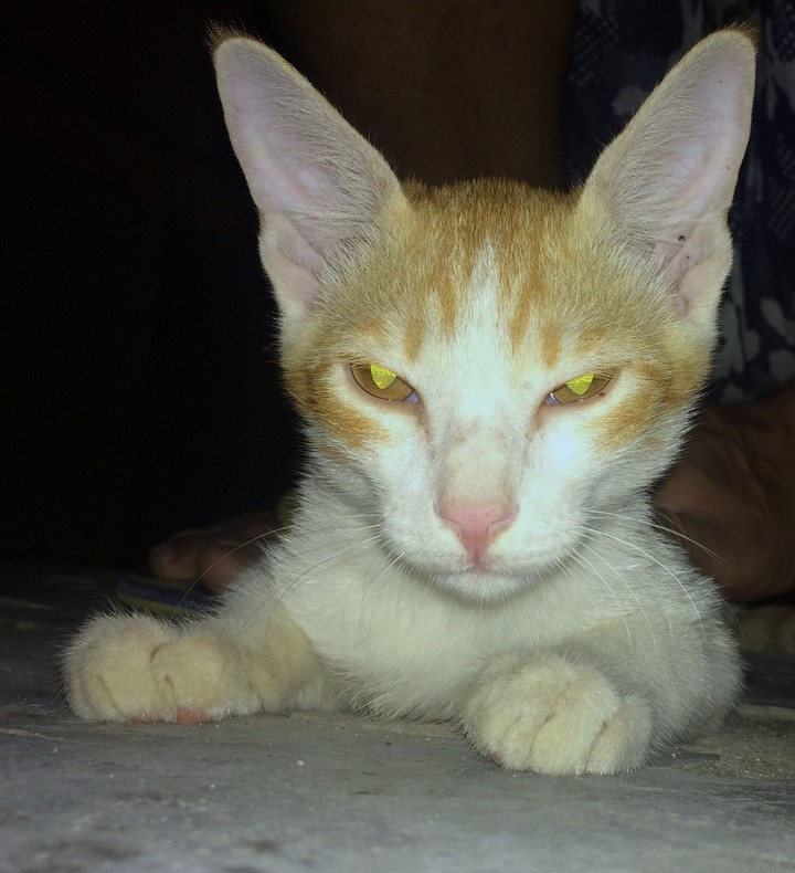 cut cat