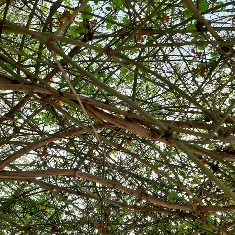 A tree strong roots laughs at storms