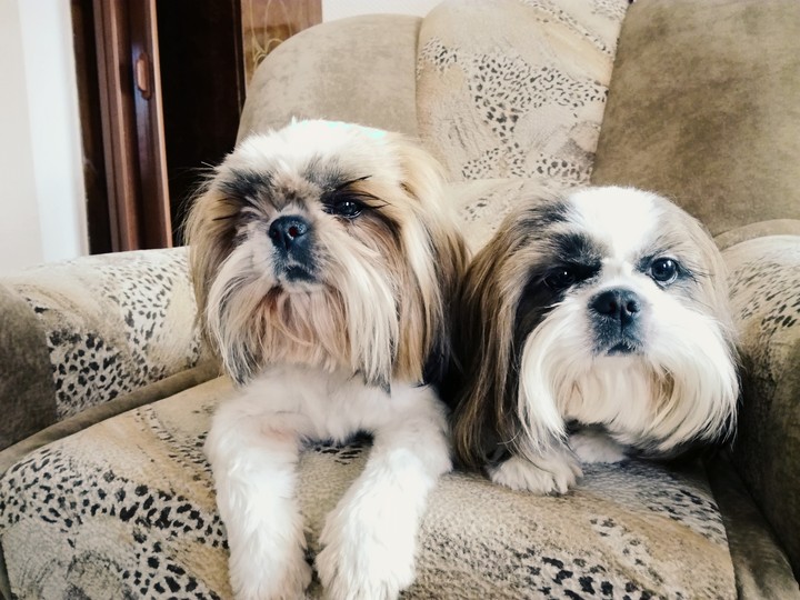 my dogs