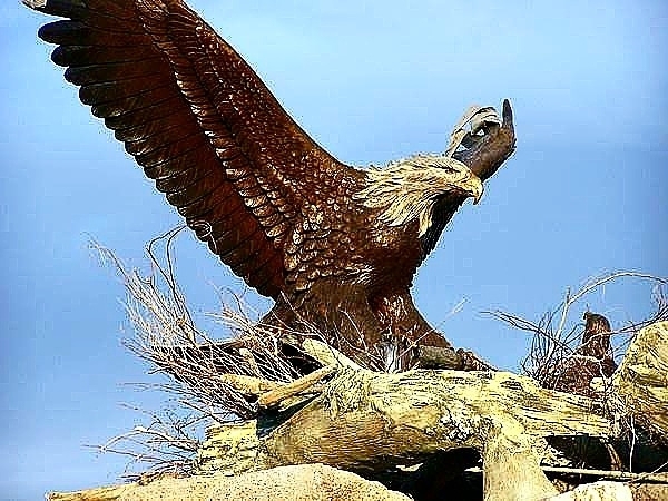 eagle