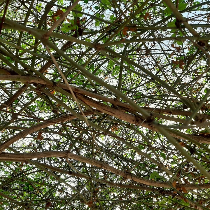 A  tree strong roots laughs at storms