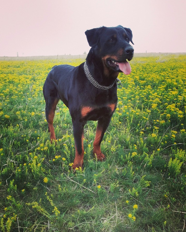 My dog❤