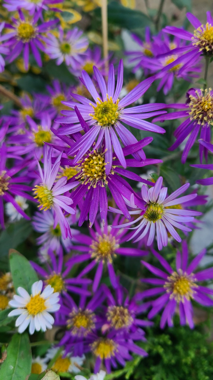 autumn colors