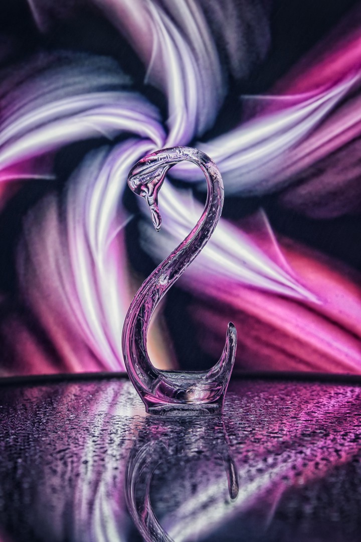 swan