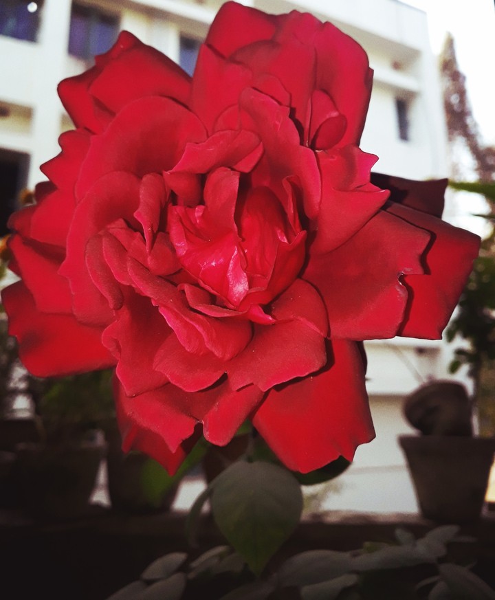 red rose