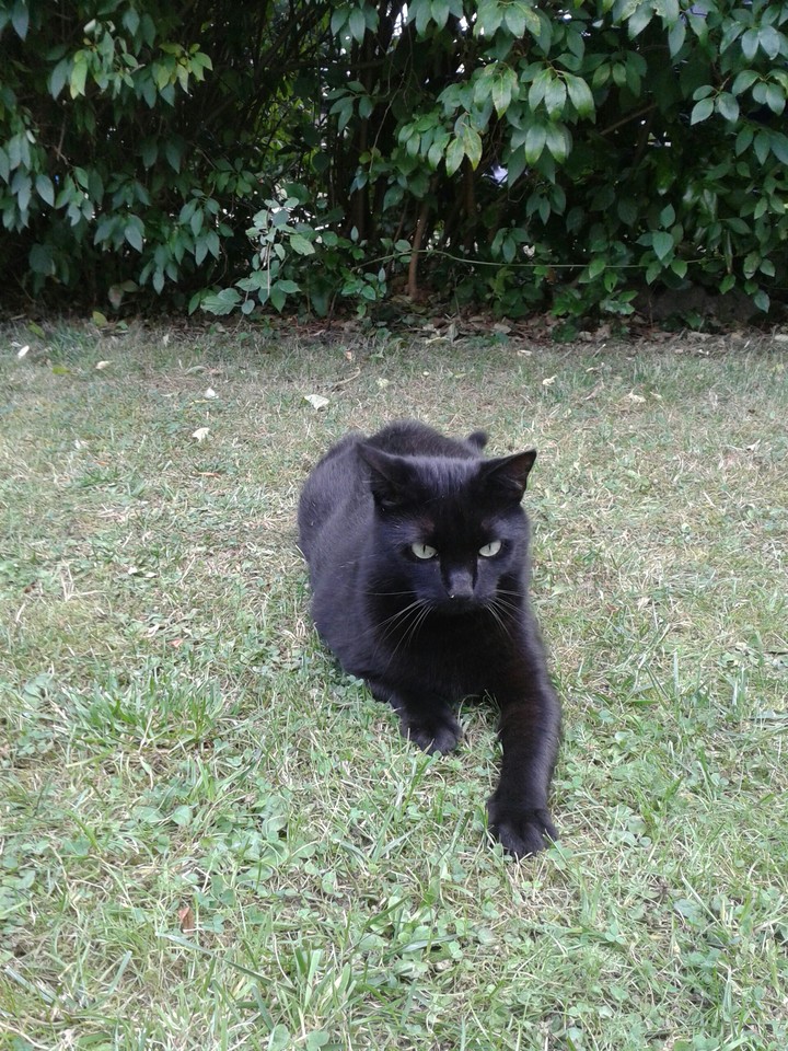katze