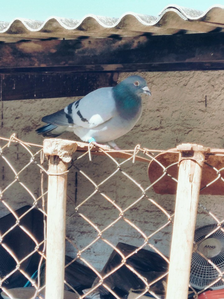 carrier pigeon