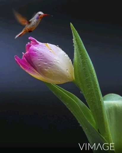 tulip & Hummingbird