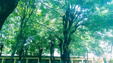 Nature