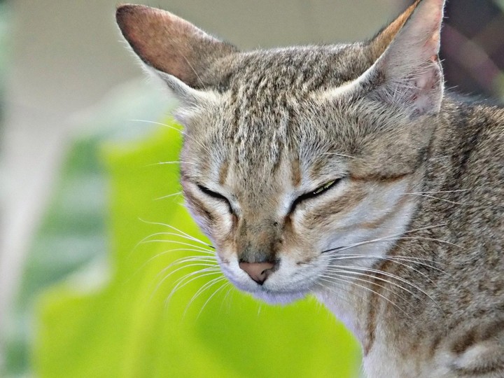 cat