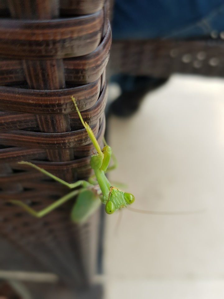 cricket