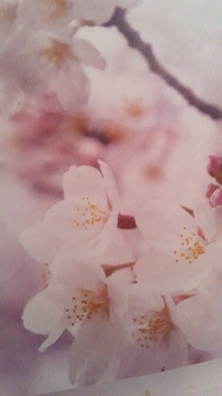 Sakura
