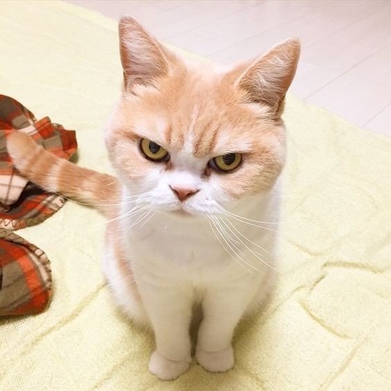 angry cat
