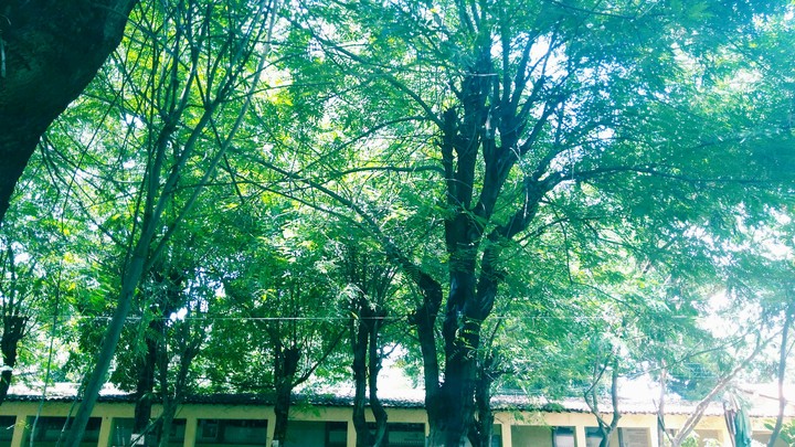Nature