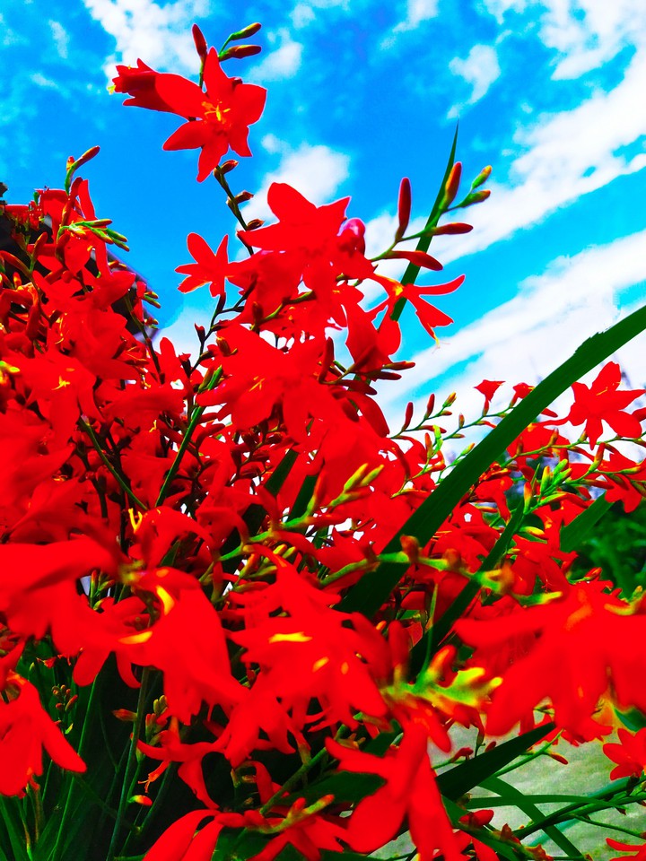 red Flowers ?