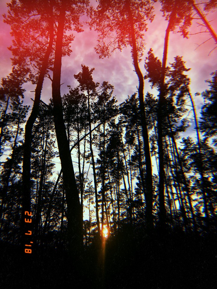 Лес