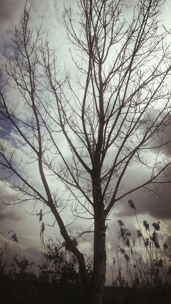 alone tree ...