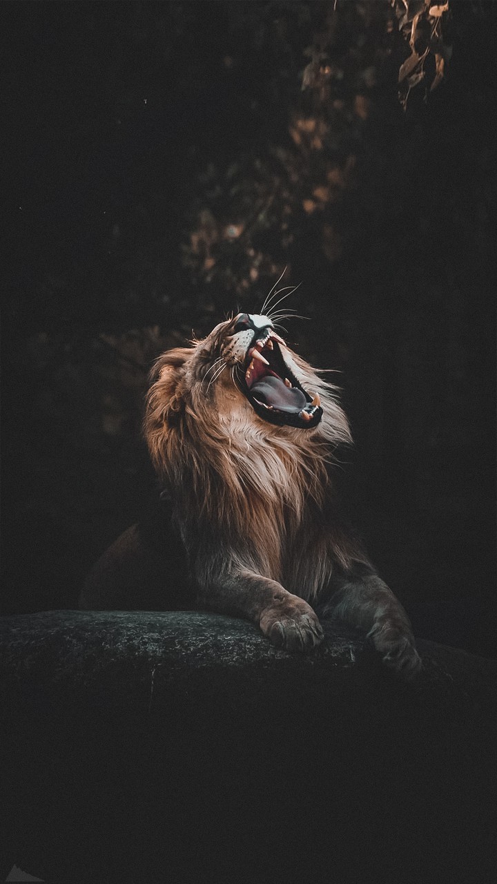 lion