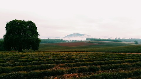 Bridestowe Lavender Estate