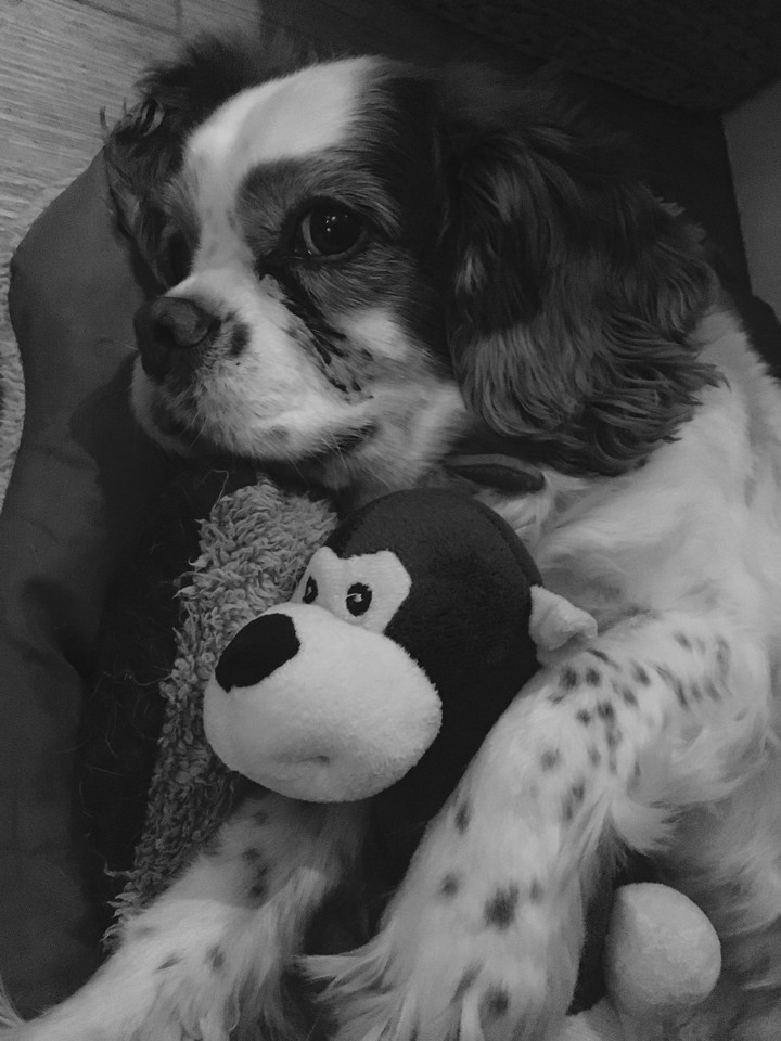 Cuttie dog