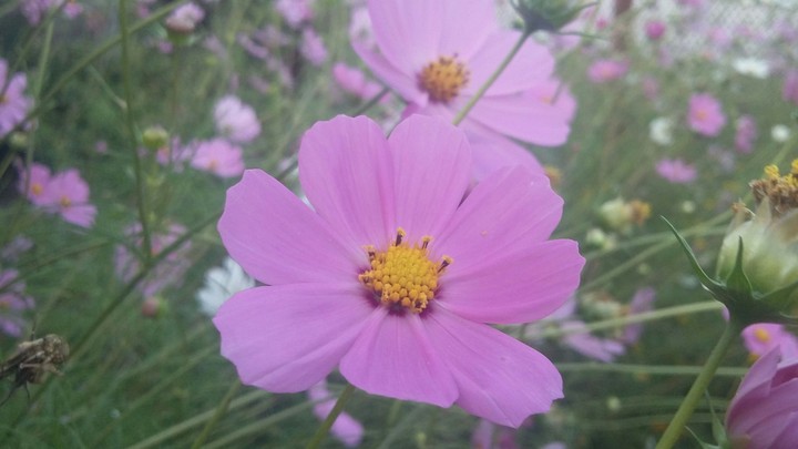 Garden cosmos