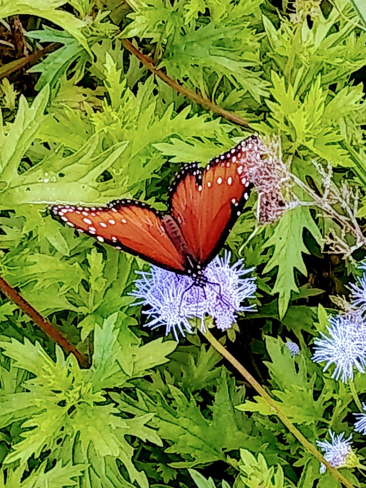 monarch