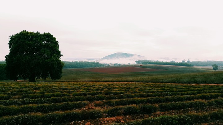 Bridestowe Lavender Estate