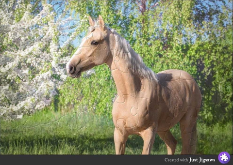 caballo