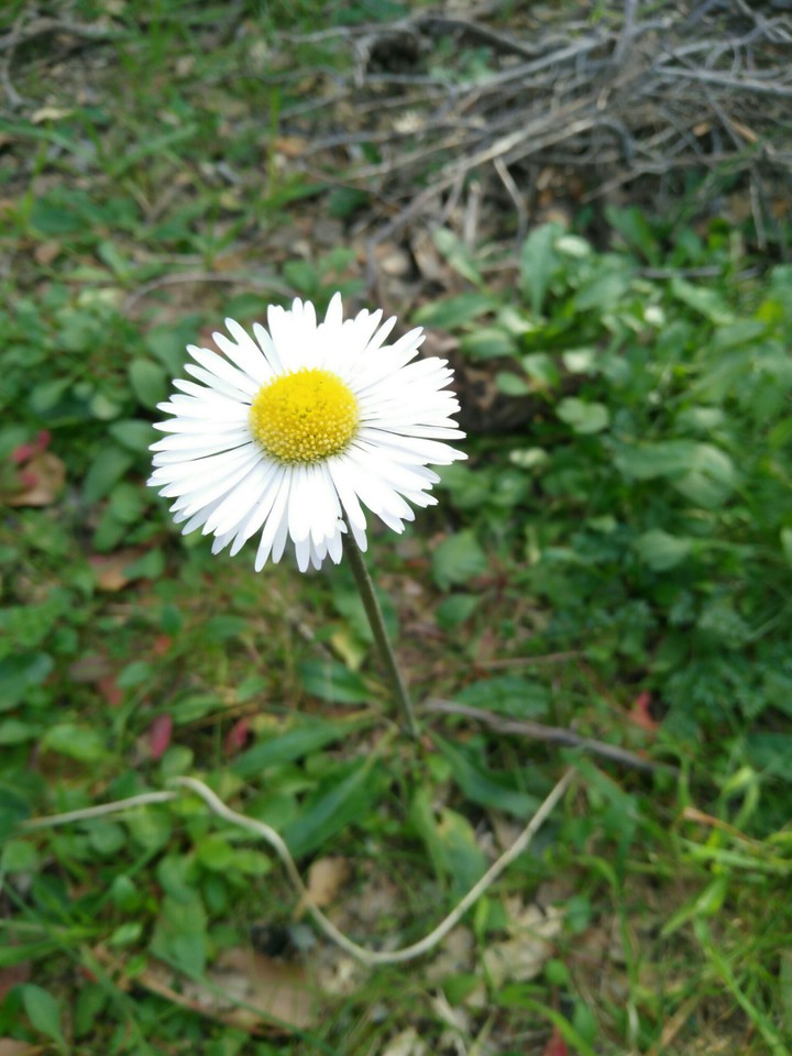 fleur